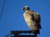 Gyps fulvus