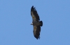 Gyps fulvus