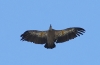 Gyps fulvus