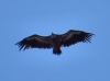 Gyps fulvus