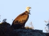 Gyps fulvus