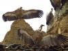 Gyps fulvus