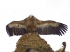 Gyps fulvus