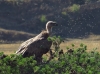 Gyps fulvus