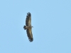 Gyps fulvus