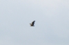 Gyps fulvus