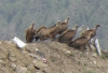 Gyps fulvus