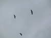 Gyps fulvus