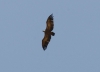 Gyps fulvus