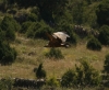 Gyps fulvus