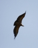 Gyps fulvus