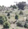Gyps fulvus