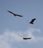 Gyps fulvus