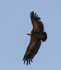 Gyps fulvus