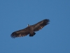 Gyps fulvus