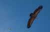 Gyps fulvus