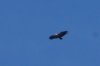 Gyps fulvus