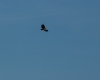 Gyps fulvus