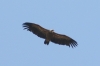 Gyps fulvus