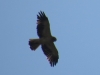 Hieraaetus pennatus
