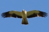 Hieraaetus pennatus