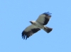 Hieraaetus pennatus