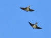 Hirundo rustica
