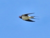 Hirundo rustica