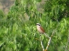 Lanius collurio