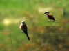 Lanius collurio