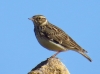 Lullula arborea