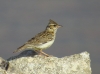 Lullula arborea