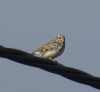 Lullula arborea