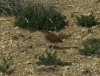 Luscinia megarhynchos