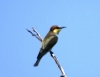 Merops apiaster
