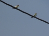 Merops apiaster