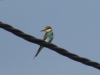 Merops apiaster