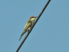 Merops apiaster