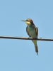 Merops apiaster