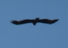 Milvus sp. Milvus sp.