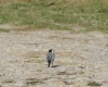 Motacilla alba