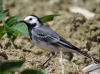 Motacilla alba