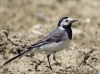 Motacilla alba