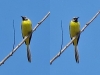 Motacilla cinerea