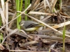 Motacilla cinerea