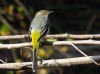 Motacilla cinerea