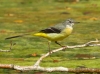 Motacilla cinerea