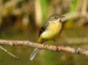 Motacilla cinerea