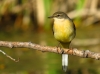 Motacilla cinerea