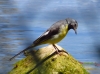 Motacilla cinerea
